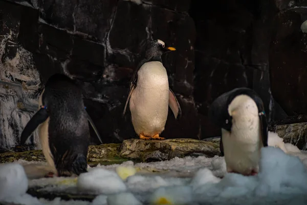 Orlando Florida Juni 2019 Antarktis Reich Des Pinguins Auf Seaworld — Stockfoto