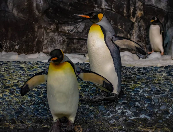 Orlando Florydzie Czerwca 2019 Antarktyda Imperium Pingwina Seaworld — Zdjęcie stockowe