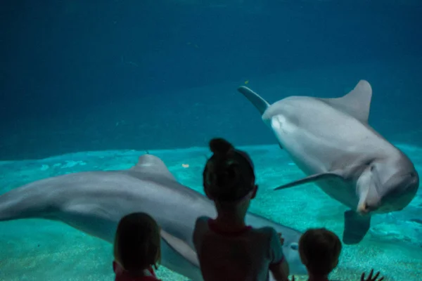 Orlando Florida Června 2019 Děti Pozorují Roztomilé Delfíny Seawordu — Stock fotografie