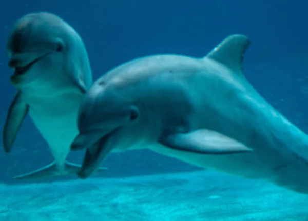 Orlando Florida Června 2019 Pohled Podmořské Delfíny Seawordu — Stock fotografie