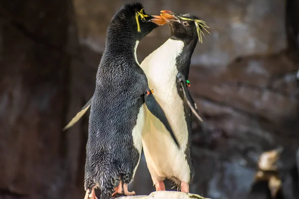 Orlando Florida Juni 2019 Verliebte Pinguine Spielen Mit Ihren Picks — Stockfoto