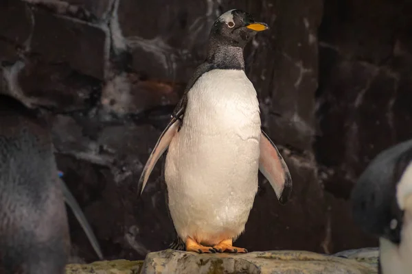 Orlando Floride Juin 2019 Pingouin Drôle Dans Région Antarctique Seaworld — Photo