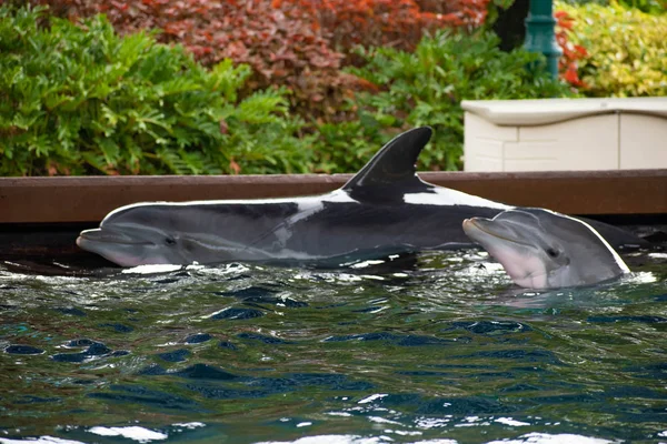 Orlando Florida Junho 2019 Bonito Golfinho Descansando Borda Piscina Seaworld — Fotografia de Stock