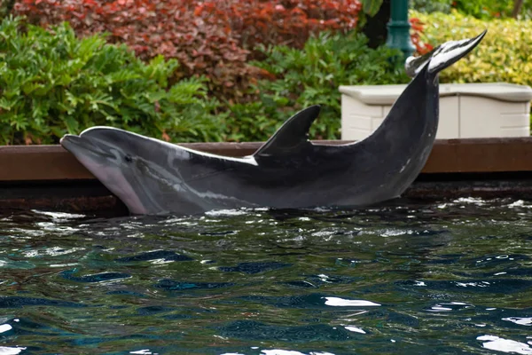 Orlando Florida Junho 2019 Bonito Golfinho Descansando Borda Piscina Seaworld — Fotografia de Stock