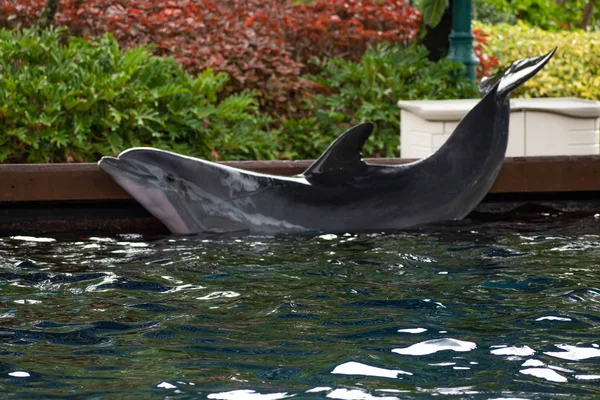 Orlando Florida June 2019 Nice Dolphin Resting Edge Pool Seaworld — Stock Photo, Image