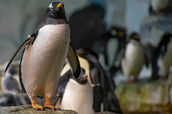 Orlando Florida Juni 2019 Schöne Pinguine Der Antarktis Bei Seaworld — Stockfoto