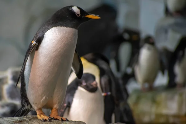 Orlando Florida Juni 2019 Schöne Pinguine Der Antarktis Bei Seaworld — Stockfoto