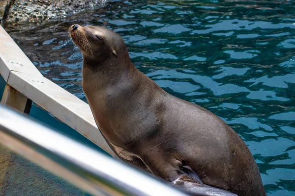 Orlando Florida Junio 2019 Bonito León Marino Esperando Que Una —  Fotos de Stock