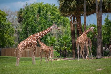 Tampa Körfezi, Florida. 12 Temmuz 2019. Busch Bahçeleri 'nde yeşil çayır üzerinde zürafalar (2)
