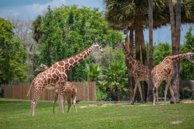 Tampa Körfezi, Florida. 12 Temmuz 2019. Busch Bahçeleri 'nde yeşil çayır üzerinde zürafalar (3)