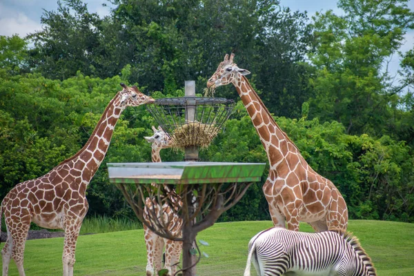 Тампа Бэй Флорида Июля 2019 Года Жирафы Едят Траву Частичный — стоковое фото