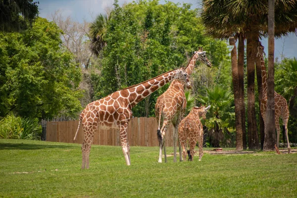 Tampa Bay Florida Julho 2019 Girafas Prado Verde Busch Gardens — Fotografia de Stock