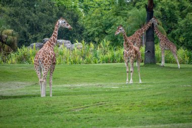 Tampa Körfezi, Florida. 12 Temmuz 2019. Zürafalar yürüyüş ve Busch Bahçeleri 'nde yeşil çayır üzerinde dinlenme (3)