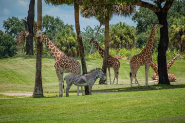 Tampa Körfezi, Florida. 12 Temmuz 2019. Busch Bahçeleri 'nde yeşil çayırda güzel zürafalar ve Zebra (2)