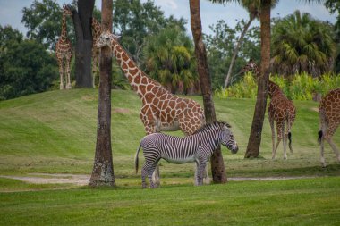 Tampa Körfezi, Florida. 12 Temmuz 2019. Güzel Zürafa ve Zebra Busch Bahçeleri 'nde yeşil çayır üzerinde dinlenme (1).