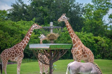 Tampa Körfezi, Florida. 12 Temmuz 2019. Zürafa bahçeleri (2.).