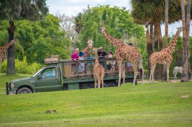 Tampa Körfezi, Florida. Temmuz zürafa bekleyen marul insanlar zevk, Busch Gardens Safari bırakır. (1).