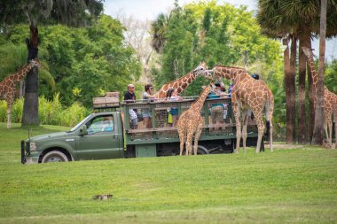 Tampa Körfezi, Florida. Temmuz zürafa bekleyen marul insanlar zevk, Busch Gardens Safari bırakır. (2).