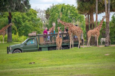 Tampa Körfezi, Florida. Temmuz zürafa bekleyen marul insanlar zevk, Busch Gardens Safari bırakır. (3).