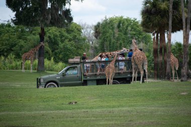 Tampa Körfezi, Florida. Temmuz zürafa bekleyen marul insanlar zevk, Busch Gardens Safari bırakır. (1).