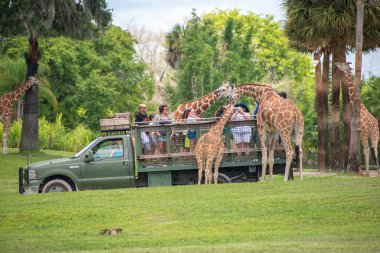 Tampa Körfezi, Florida. Temmuz zürafa bekleyen marul insanlar zevk, Busch Gardens Safari bırakır. (2).