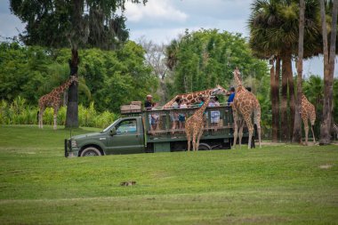 Tampa Körfezi, Florida. Temmuz zürafa bekleyen marul insanlar zevk, Busch Gardens Safari bırakır. (5).