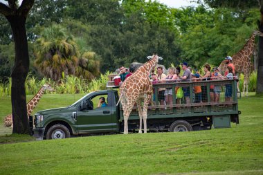 Tampa Körfezi, Florida. 12 Temmuz 2019. Zürafa bekleyen marul insanlar, Busch Gardens (2 içinde Safari zevk yaprakları)