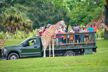 Tampa Körfezi, Florida. 12 Temmuz 2019. Zürafa bekleyen marul insanlar, Busch Gardens (3 içinde Safari zevk yaprakları).