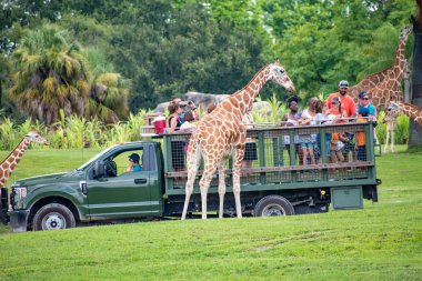 Tampa Körfezi, Florida. 12 Temmuz 2019. Zürafa bekleyen marul insanlar, Busch Gardens (4 içinde Safari zevk yaprakları).