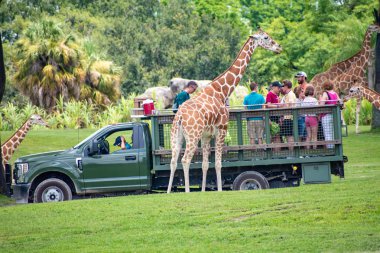 Tampa Körfezi, Florida. 12 Temmuz 2019. Zürafa bekleyen marul insanlar, Busch Gardens (7 içinde Safari zevk yaprakları).