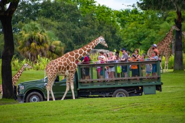Tampa Körfezi, Florida. 12 Temmuz 2019. Zürafa bekleyen marul insanlar, Busch Gardens (16 içinde Safari zevk yaprakları)