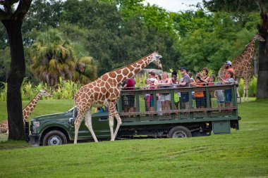 Tampa Körfezi, Florida. 12 Temmuz 2019. Zürafa bekleyen marul insanlar, Busch Gardens (17 içinde Safari zevk yaprakları).