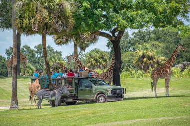 Tampa Körfezi, Florida. 12 Temmuz 2019. Zürafa bekleyen marul insanlar, Busch Gardens (1 içinde Safari zevk yaprakları)