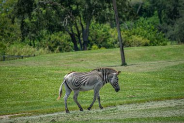 Tampa Körfezi, Florida. 12 Temmuz 2019. Busch Bahçeleri 'nde yeşil çayır güzel Zebra yürüyüş (5).