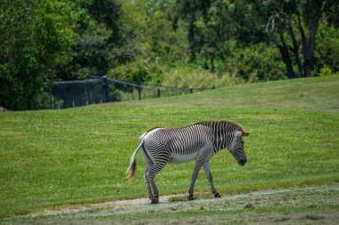 Tampa Körfezi, Florida. 12 Temmuz 2019. Busch Bahçeleri 'nde yeşil çayır güzel Zebra yürüyüş (4).