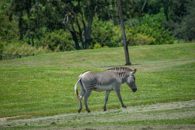 Tampa Körfezi, Florida. 12 Temmuz 2019. Busch Bahçeleri 'nde yeşil çayır güzel Zebra yürüyüş (6)