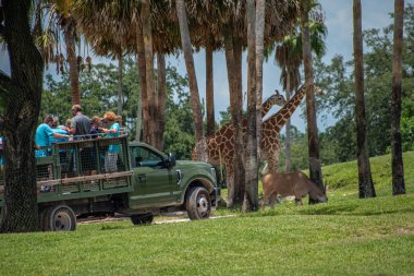 Tampa Körfezi, Florida. 12 Temmuz 2019. Safari kamyonu Busch Bahçeleri 'nde zürafa ve zebralar alanından uzağa hareket eder (1).