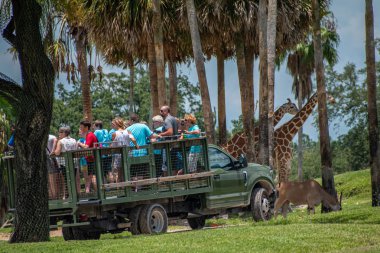 Tampa Körfezi, Florida. 12 Temmuz 2019. Safari kamyonu Busch Gardens zürafalar ve zebralar alanından uzaklaşır (2).