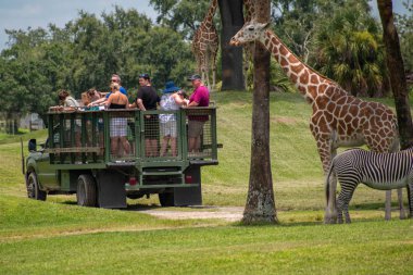 Tampa Körfezi, Florida. 12 Temmuz 2019. Safari kamyonu Busch Gardens zürafalar ve zebralar alanından uzaklaşır (2)