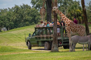 Tampa Körfezi, Florida. 12 Temmuz 2019. Safari kamyonu Busch Bahçeleri 'nde zürafa ve zebralar alanından uzağa hareket eder (1)