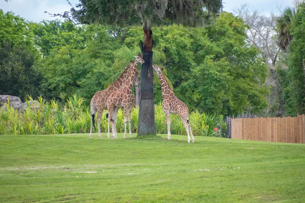 Тампа Бэй Флорида Июля 2019 Года Жирафы Отдыхают Зеленом Лугу — стоковое фото