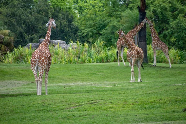 Тампа Бэй Флорида Июля 2019 Года Жирафы Гуляют Отдыхают Зеленом — стоковое фото