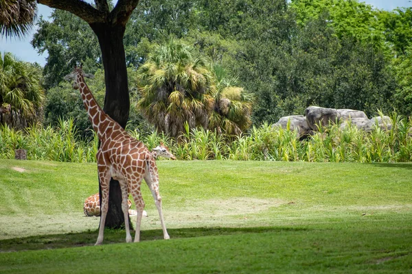 Тампа Бэй Флорида Июля 2019 Года Жирафы Гуляют Отдыхают Зеленом — стоковое фото