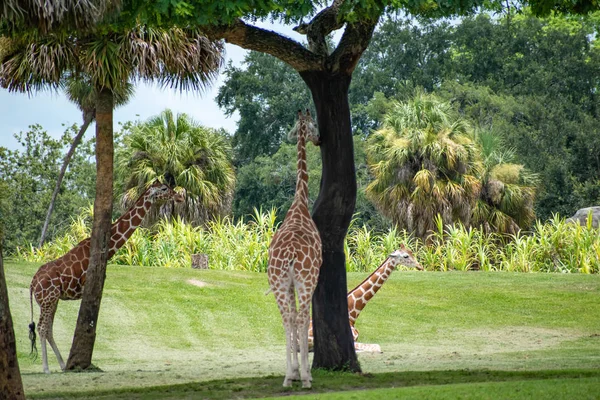 Tampa Körfezi, Florida. 12 Temmuz 2019. Zürafalar yürüyüş ve Busch Bahçeleri 'nde yeşil çayır üzerinde dinlenme (8).