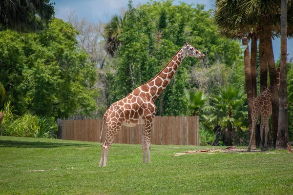Tampa Bay Florida Julho 2019 Girafa Agradável Prado Verde Busch — Fotografia de Stock