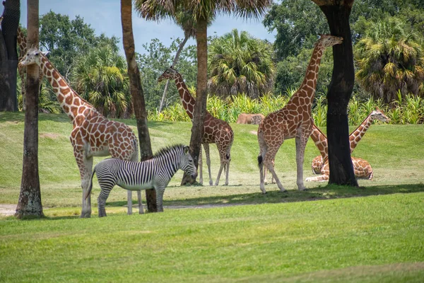 Tampa Bay Florida Julho 2019 Girafas Agradáveis Zebra Prado Verde — Fotografia de Stock