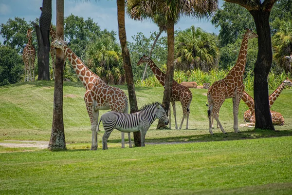 Tampa Bay Florida Julho 2019 Girafas Agradáveis Zebra Prado Verde — Fotografia de Stock
