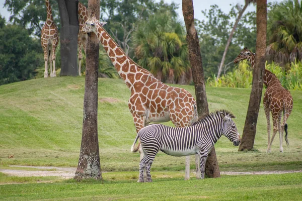 Tampa Bay Florida Julho 2019 Girafas Agradáveis Zebra Descansando Prado — Fotografia de Stock