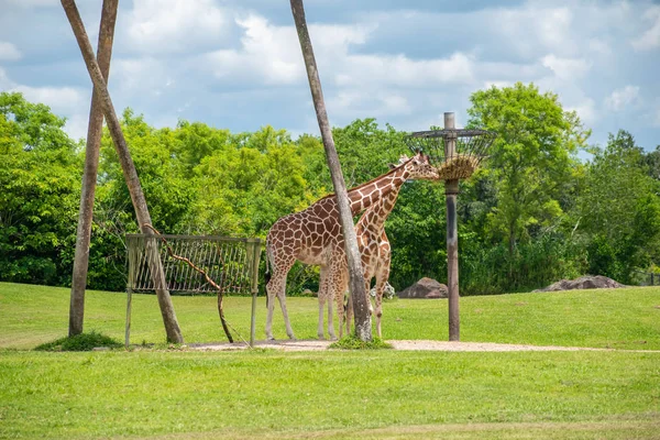 Tampa Bay Florida Julho 2019 Girafas Comendo Prado Verde Busch — Fotografia de Stock