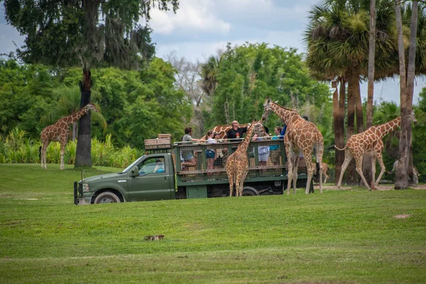 Tampa Bay Florida Juli Giraffe Wartet Salatblätter Von Menschen Genießen — Stockfoto